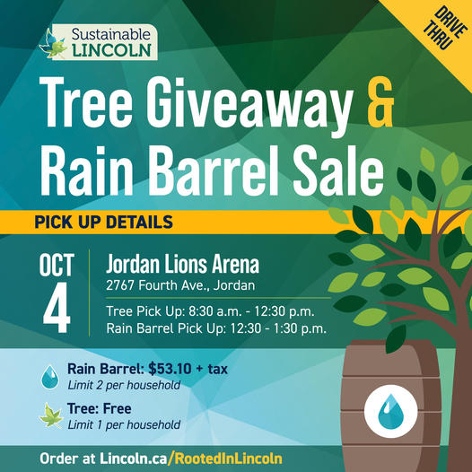 2024-10-04-lincoln-tree-rainbarrel.jpg